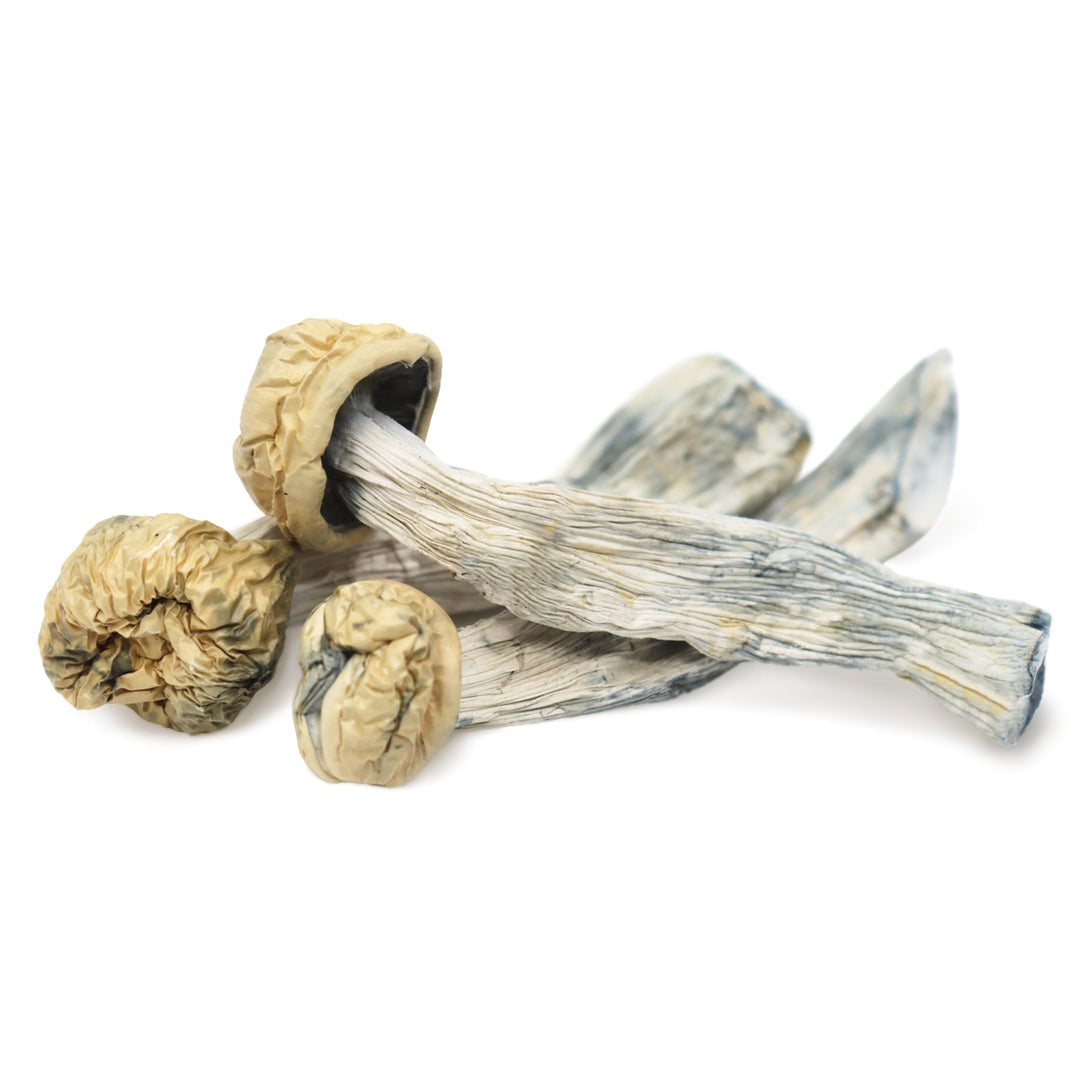 DRY SHROOMS | YETI CUBENSIS