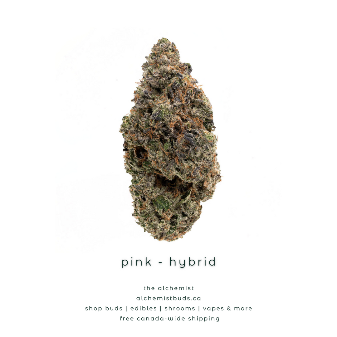 AAAA | PINK - HYBRID